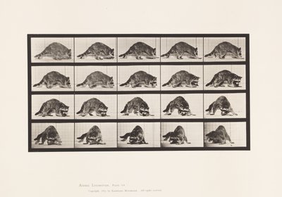 Plate 745. Raccoon; Walking; and Turning Around by Eadweard Muybridge