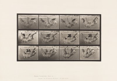 Plate 750. Sloth; Walking, Suspended on a Horizontal Pole by Eadweard Muybridge