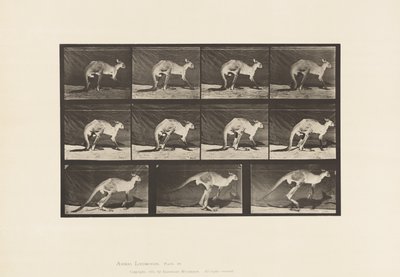 Kangaroo; Walking on All-Fours; Change to Jumping (Plate 751) by Eadweard Muybridge