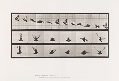 Plate 755. Pigeon; Flying by Eadweard Muybridge