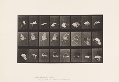 Cockatoo; Flying by Eadweard Muybridge