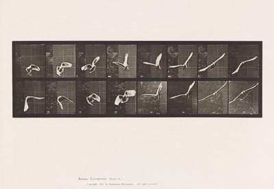 Cockatoo; Flying (Plate 761) by Eadweard Muybridge