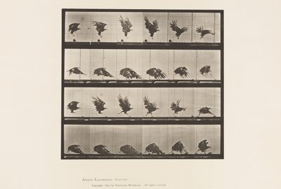 American Eagle; Flying Near the Ground by Eadweard Muybridge