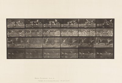 Plate 777. Storks; etc, A, B, C, D by Eadweard Muybridge