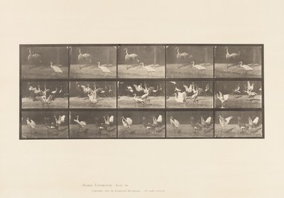 Plate 778. Storks; etc, A, B, C by Eadweard Muybridge