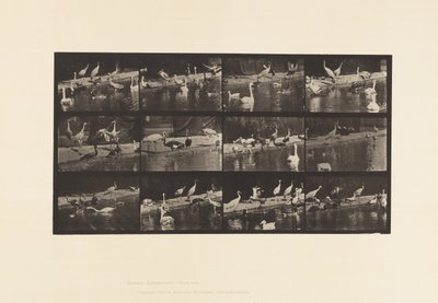 Plate 779. Storks; Swans, etc. by Eadweard Muybridge