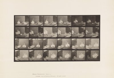 Chickens; Scared by Torpedo by Eadweard Muybridge