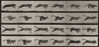 Plate Number 720. Cat; Galloping by Eadweard Muybridge