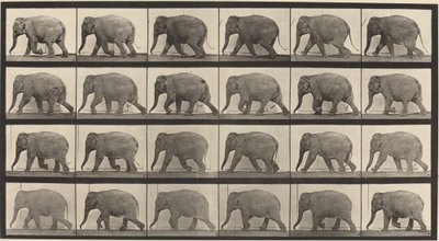 Plate Number 733. Elephant Walking by Eadweard Muybridge