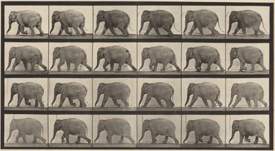 Plate Number 733. Elephant Walking by Eadweard Muybridge
