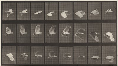 Cockatoo Flying by Eadweard Muybridge