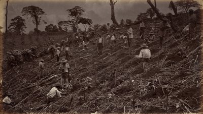 Setting out a Coffee Plantation at Antigua de Guatemala by Eadweard Muybridge