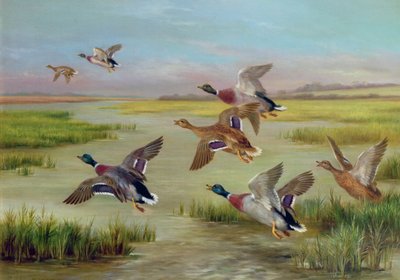 Ducks in Flight by Edgar Hunt