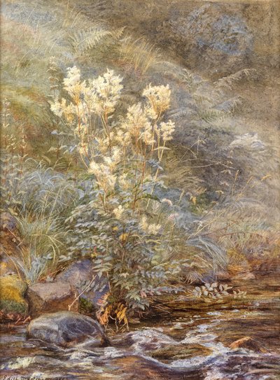 Meadowsweet beside a Burn, Invernesshire by Edith Martineau