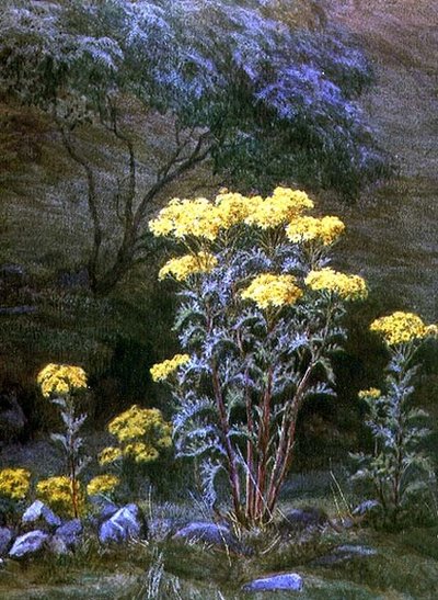Ragwort on a Bank by Edith Martineau