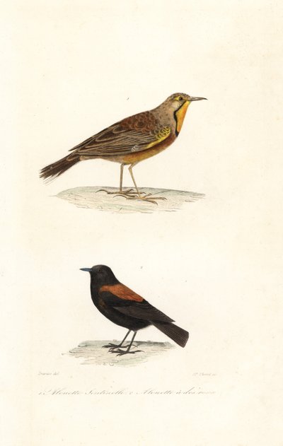 Cape longclaw and Patagonian negrito by Edouard (after) Travies