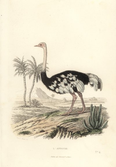 Common Ostrich, Struthio Camelus by Edouard (after) Travies