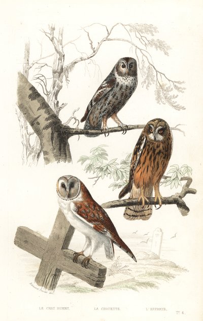 Eurasian tawny owl, hawk owl and short-eared owl by Edouard (after) Travies