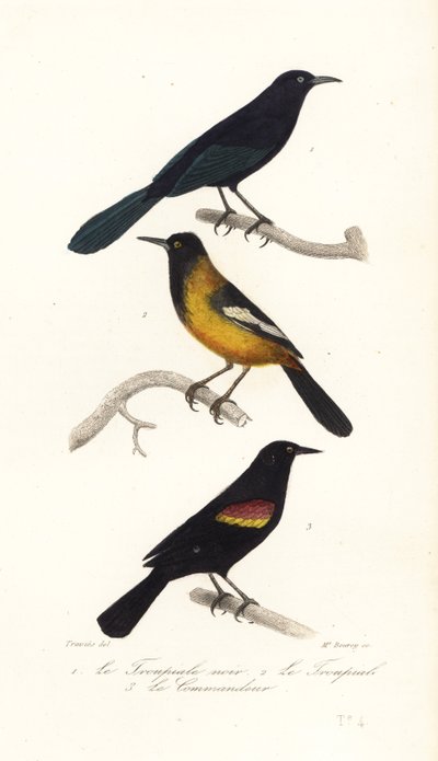 Greater Antillean grackle, Audubon