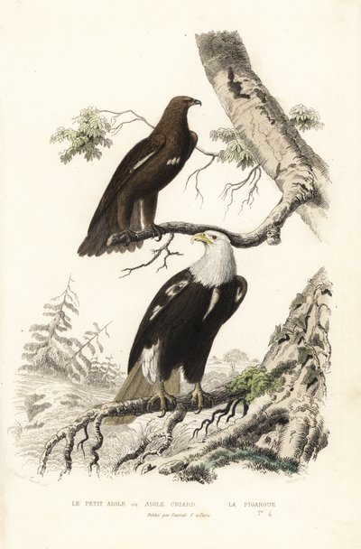Greater Spotted Eagle and Bald Eagle by Edouard (after) Travies