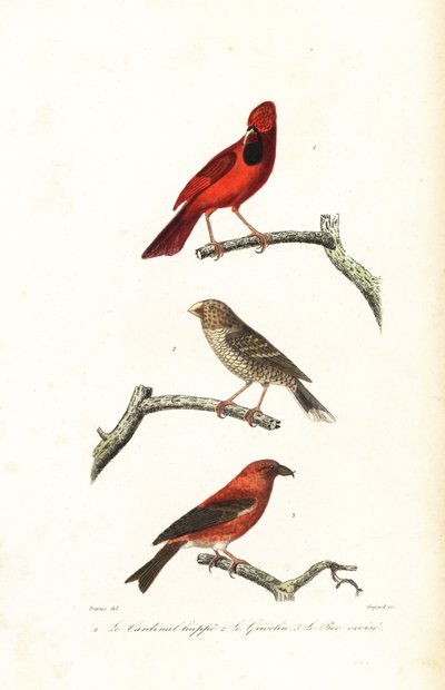 Northern cardinal, Brazilian grosbeak and crossbill by Edouard (after) Travies