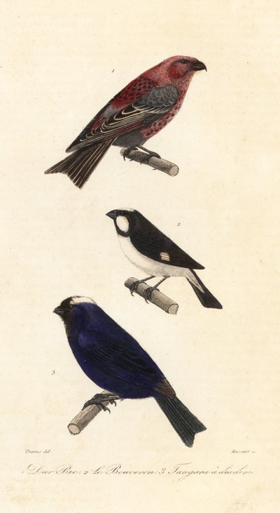 Pine grosbeak, lined seedeater and diademed tanager by Edouard (after) Travies