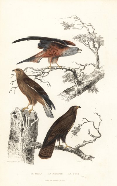 Red kite, honey buzzard and common buzzard by Edouard (after) Travies