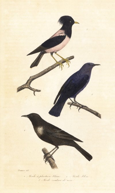 Ring ouzel, blue rock thrush and rosy starling by Edouard (after) Travies