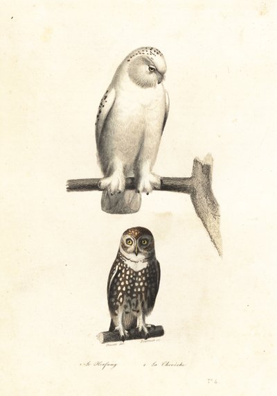 Snowy owl and Eurasian pygmy owl by Edouard (after) Travies