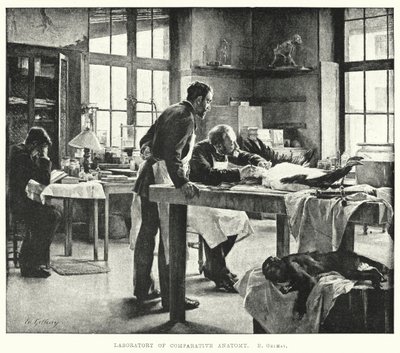 Laboratory of comparative anatomy by Edouard Gelhay