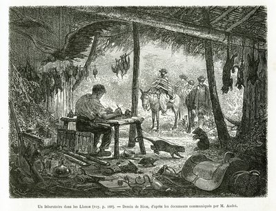 A taxidermy laboratory in the virgin forest, in the region of Llanos (Colombia), drawing by Riou, to illustrate the story of Equinoxiale America (Colombia, Ecuador, Peru), in 1875-1876, by Ed. Andre, traveller mission charge by the French government. Engra by Edouard Riou