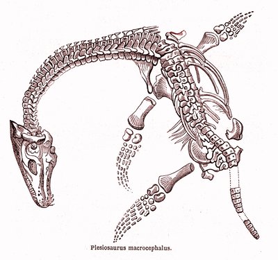 Plesiosaurus Macrocephalus by Edouard Riou