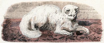 Angora Cat - Alphabet Illustrates Animals 19th Century by Edouard Travies