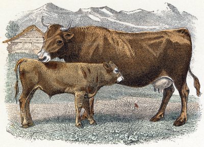 Calf cow - 