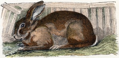 Domestic Rabbit - Alphabet Illustrates Animals by Edouard Travies