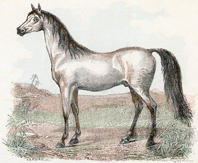 Horse - Alphabet Illustrates Animals 19th Century by Edouard Travies