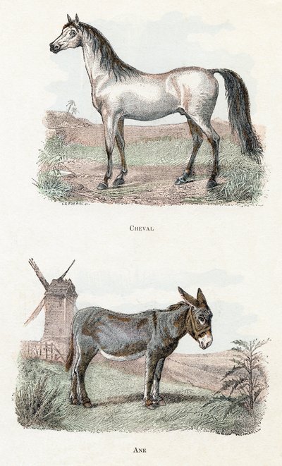 Horse and Donkey - Alphabet Illustrates Animals by Edouard Travies