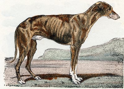 Greyhound - 