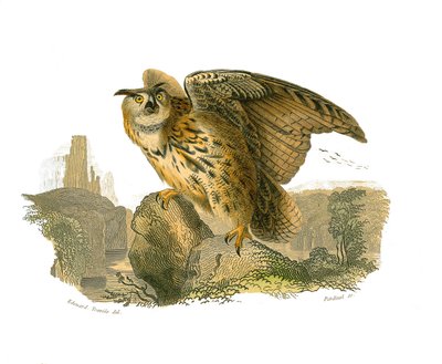 Natural History Board: Zoological Board Depicting Birds of Prey Daytime. The Grand Duke by Edouard Travies