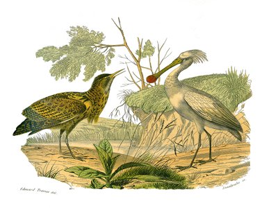 Natural History Board: Zoological board depicting waterbirds and cultrirostres (with large, long and strong bills): the butor and the spatula. Plate drawn from the nine volumes on birds in 