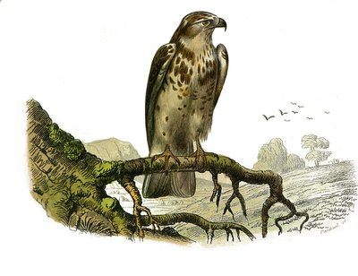 Natural History Board: Zoological Board Representing Birds of Prey at Night. Jean le Blanc (Jean-Le-Blanc). Plate Drawn from the Nine Volumes on Birds in Works Complete of Buffon Written by Naturalist Georges Louis Leclerc, Count of Buffon (1707-1788) by Edouard Travies
