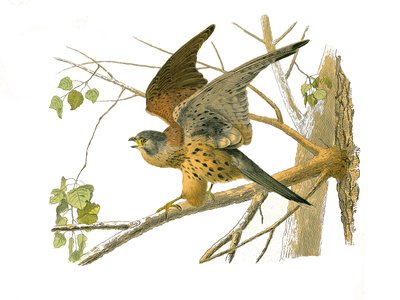 Natural History Board: Zoological board representing birds of prey at night. The cress. Plate drawn from the nine volumes on birds in 