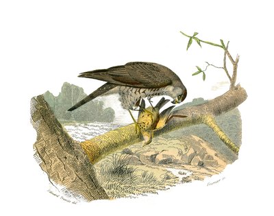 Natural History Board: Zoological board representing birds of prey at night. The hawk. Plate drawn from the nine volumes on birds in 