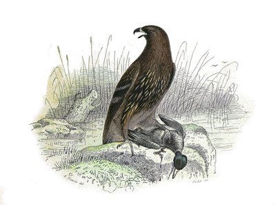 Natural History Board: Zoological board representing birds of prey at night. The little eagle. Plate drawn from the nine volumes on birds in 