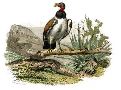 Natural History Board: Zoological board representing birds of prey at night. The little vulture. Plate drawn from the nine volumes on birds in 