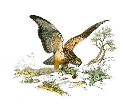 Natural History Board: Zoological board representing birds of prey at night. The nozzle. Plate drawn from the nine volumes on birds in 