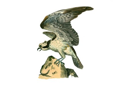 Natural History Board: Zoological board representing birds of prey at night. The osprey. Plate from 