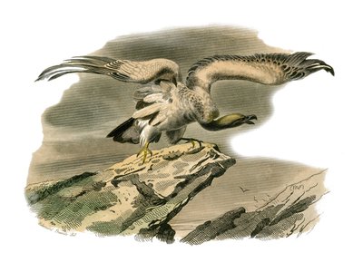 Natural History Board: Zoological board representing birds of prey at night. The percnoptere. Plate drawn from the nine volumes on birds in 