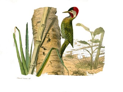 Natural History Board: Zoological Board Representing Climbers. Cayenne