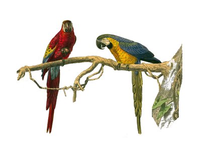 Natural History Board: Zoological Board Representing Climbers. Red Ara and Blue Ara. Plate Drawn from the Nine Volumes on Birds in 